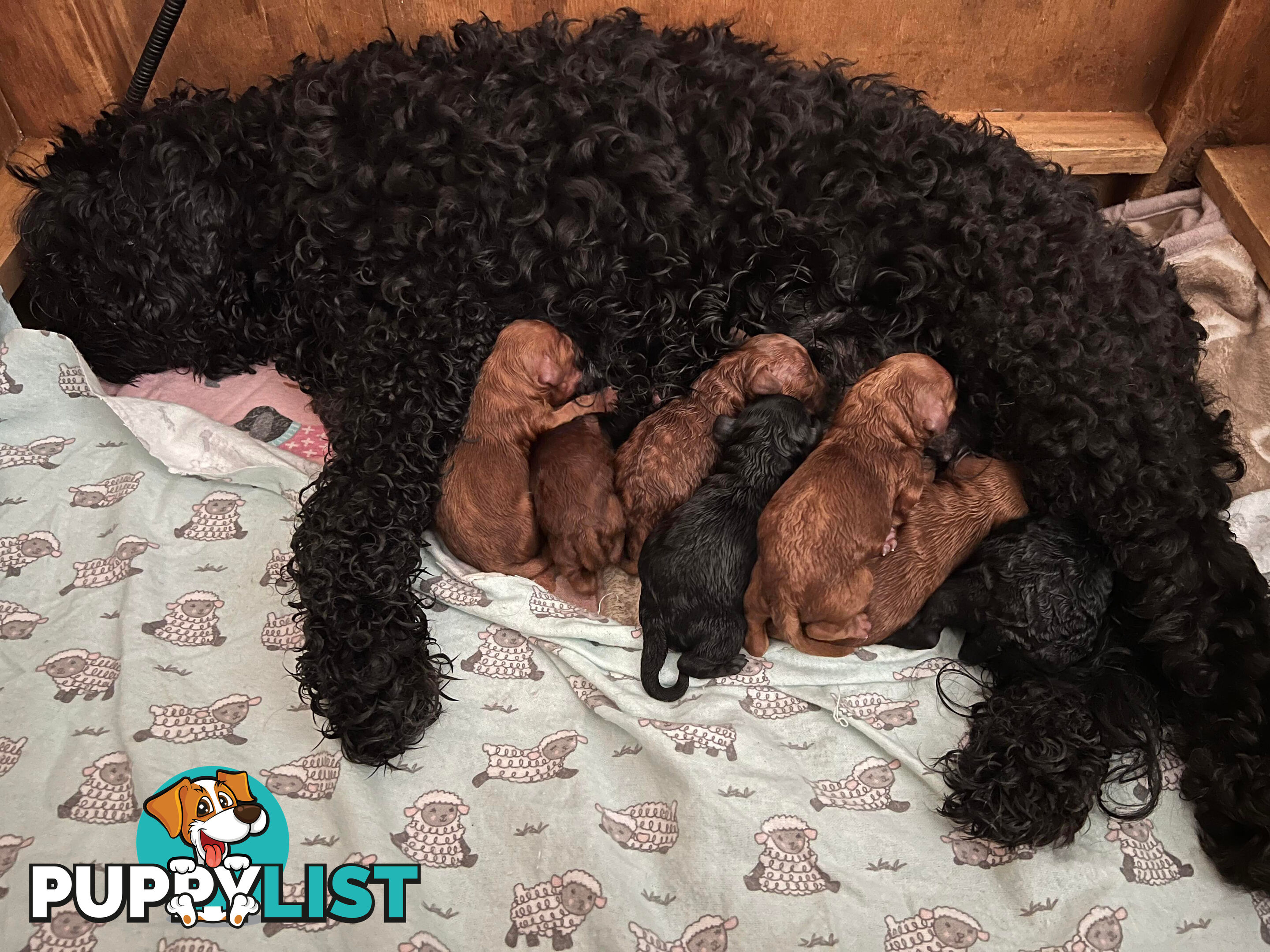 Chocolate phantom merle, Ruby Red, Parti Poodle Stud Sydney
