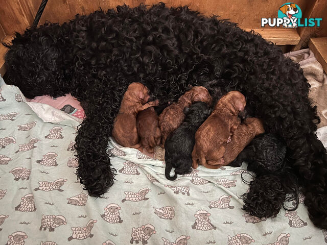 Chocolate phantom merle, Ruby Red, Parti Poodle Stud Sydney