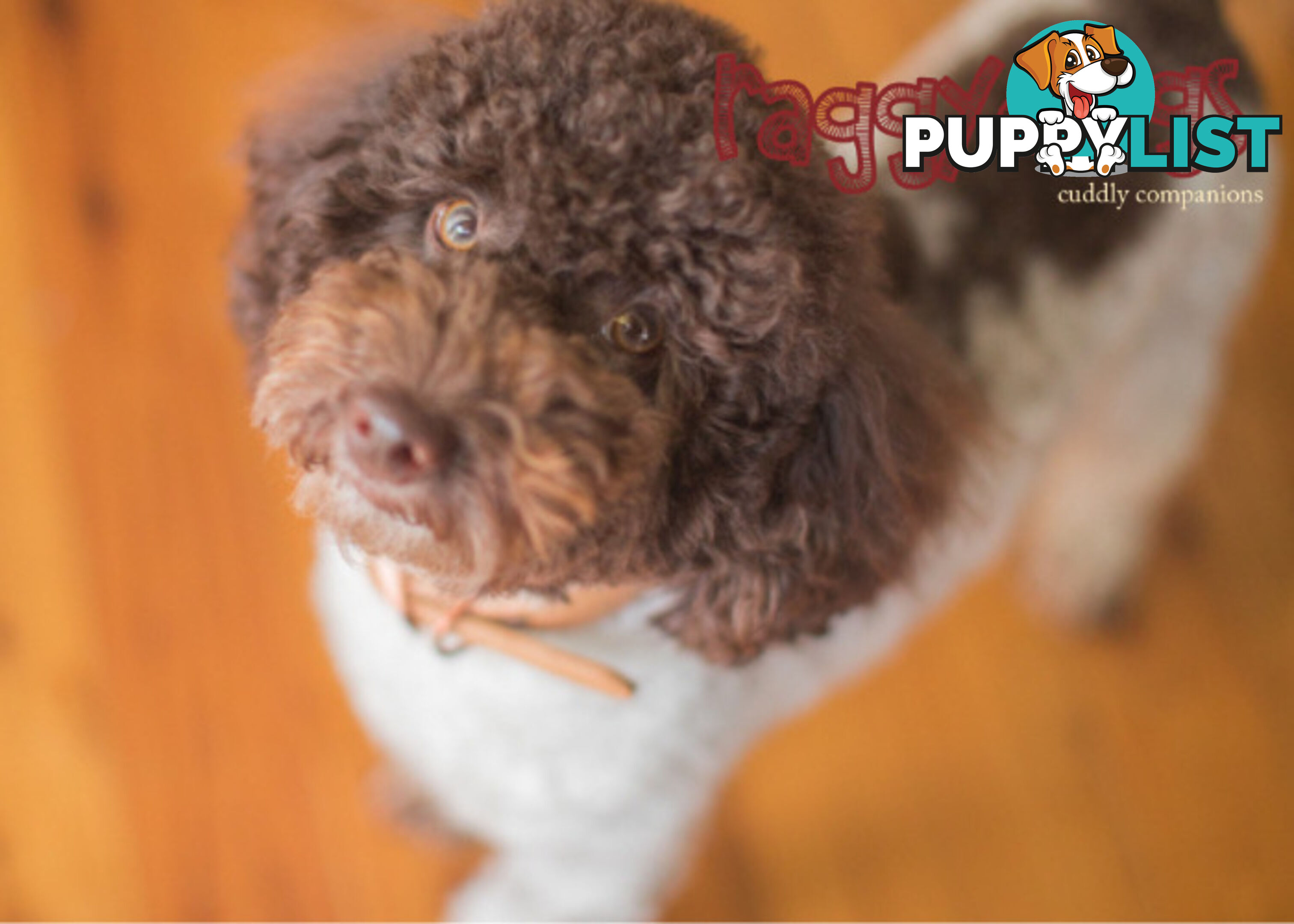 Chocolate phantom merle, Ruby Red, Parti Poodle Stud Sydney