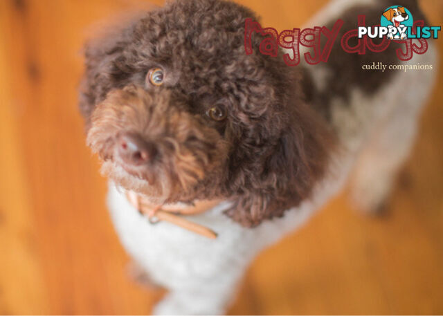 Chocolate phantom merle, Ruby Red, Parti Poodle Stud Sydney