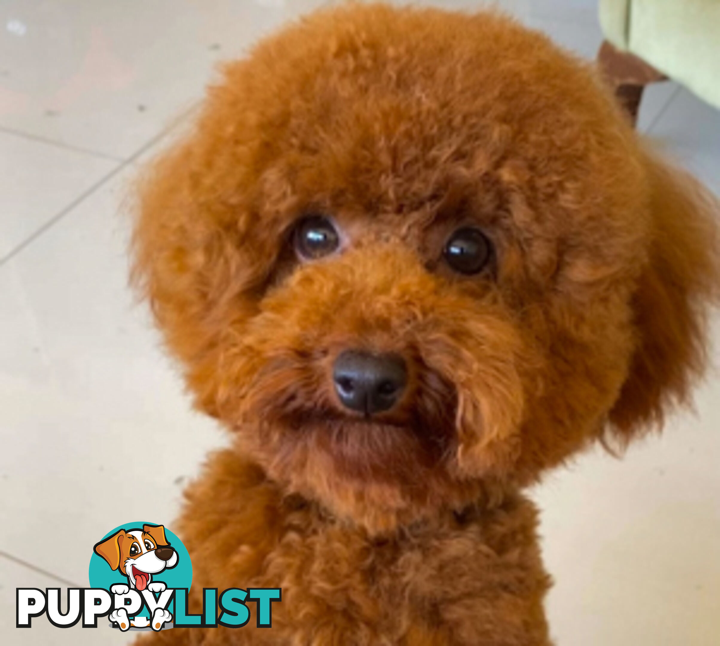 Chocolate phantom merle, Ruby Red, Parti Poodle Stud Sydney