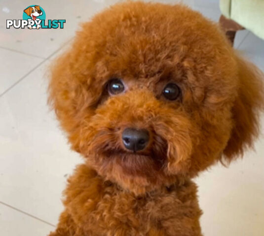 Chocolate phantom merle, Ruby Red, Parti Poodle Stud Sydney