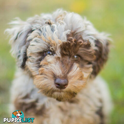 Chocolate phantom merle, Ruby Red, Parti Poodle Stud Sydney