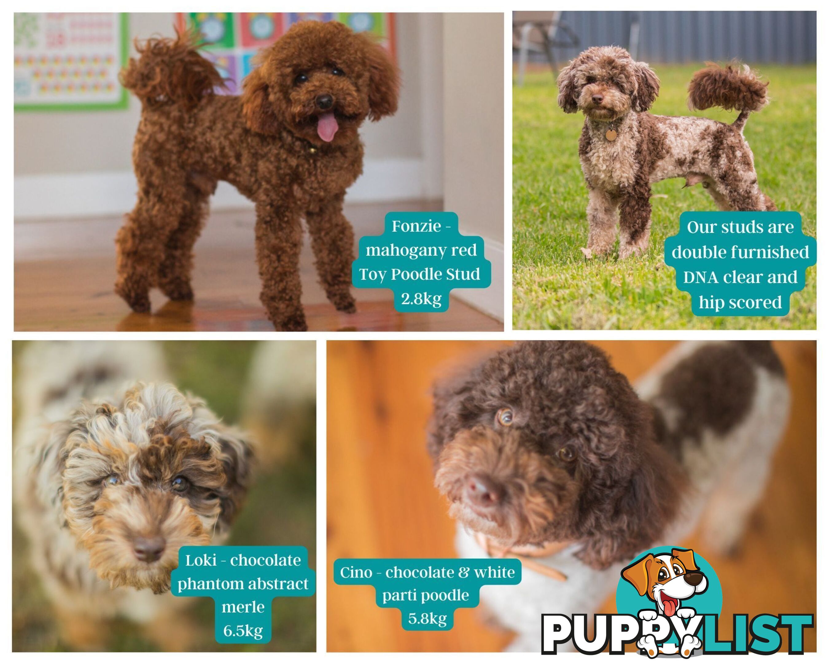Chocolate phantom merle, Ruby Red, Parti Poodle Stud Sydney