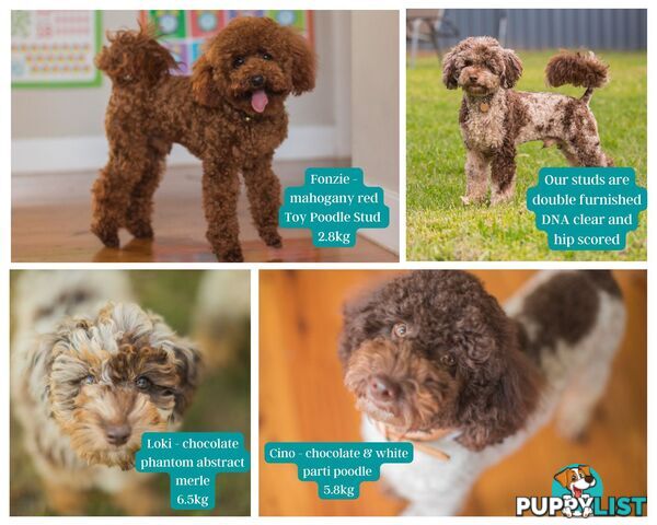 Chocolate phantom merle, Ruby Red, Parti Poodle Stud Sydney