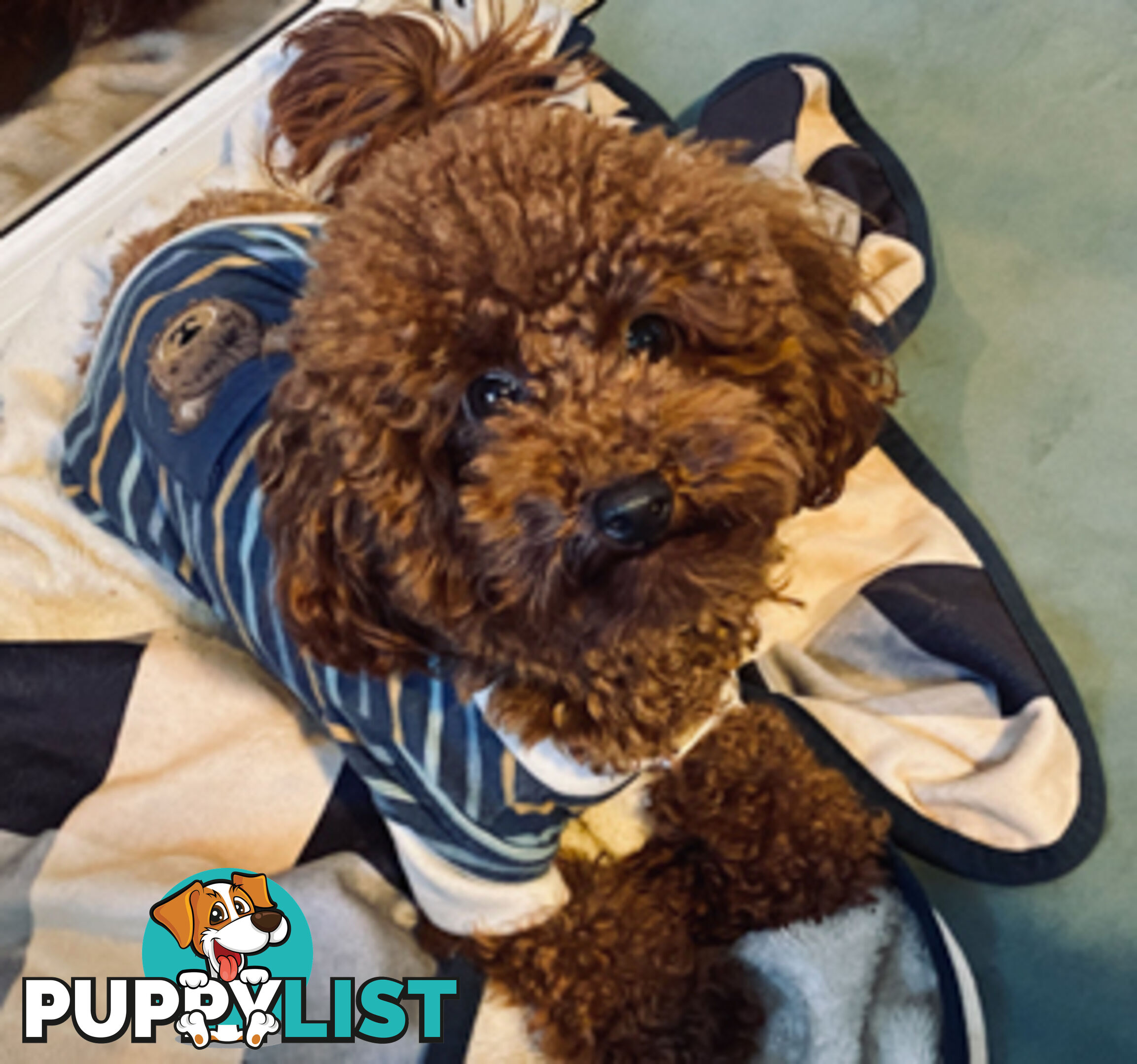 Chocolate phantom merle, Ruby Red, Parti Poodle Stud Sydney