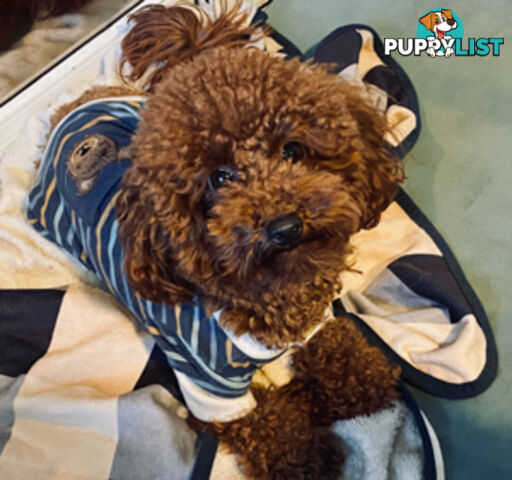 Chocolate phantom merle, Ruby Red, Parti Poodle Stud Sydney