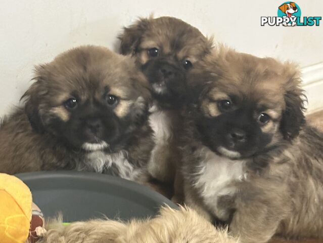 Tiboodle Puppies (Tibetan Spaniel x Toy Poodle