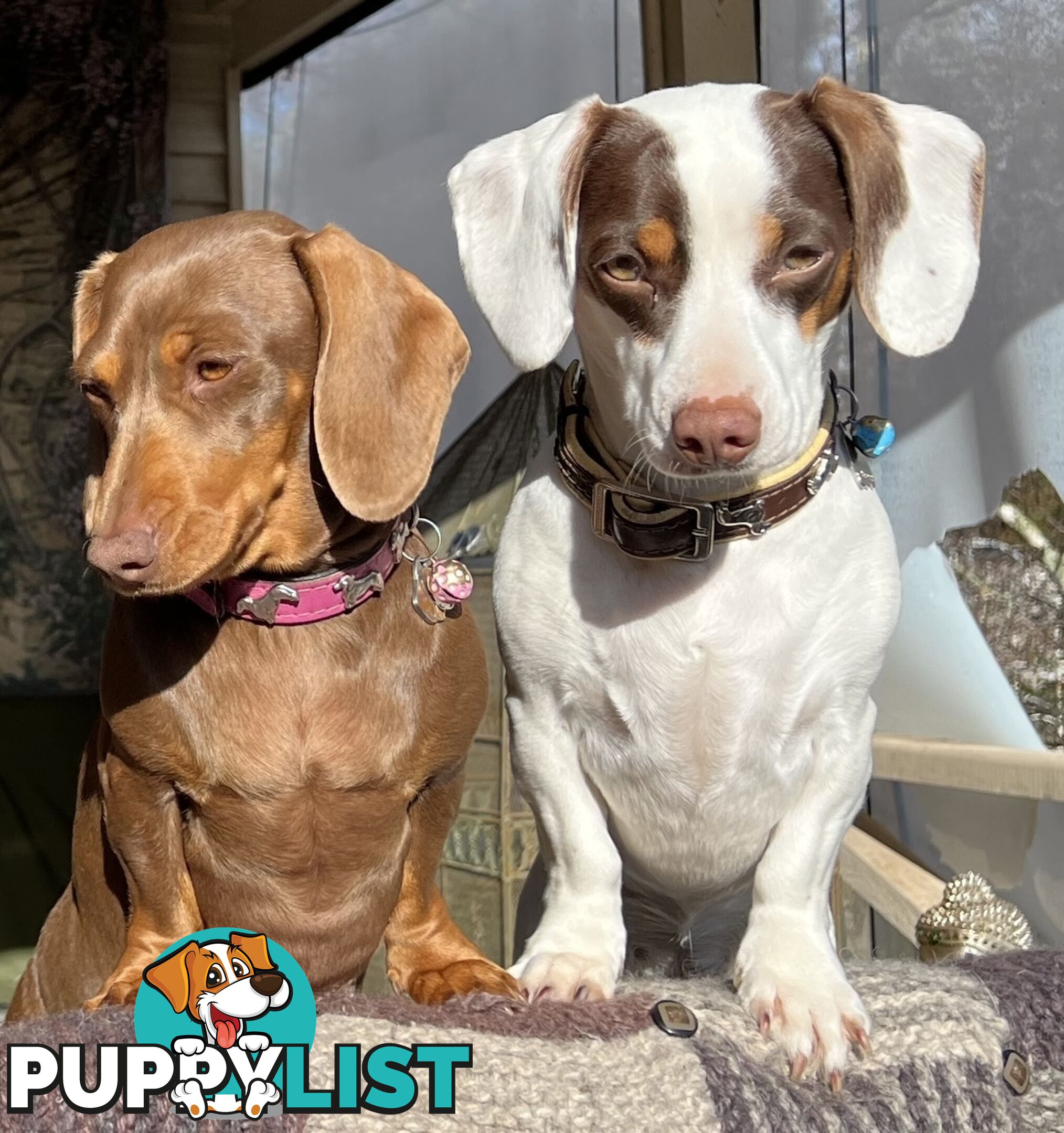 3 Female, Chocolate & Tan Pied, Miniature Dachshunds, smooth & long hair