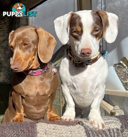 3 Female, Chocolate & Tan Pied, Miniature Dachshunds, smooth & long hair