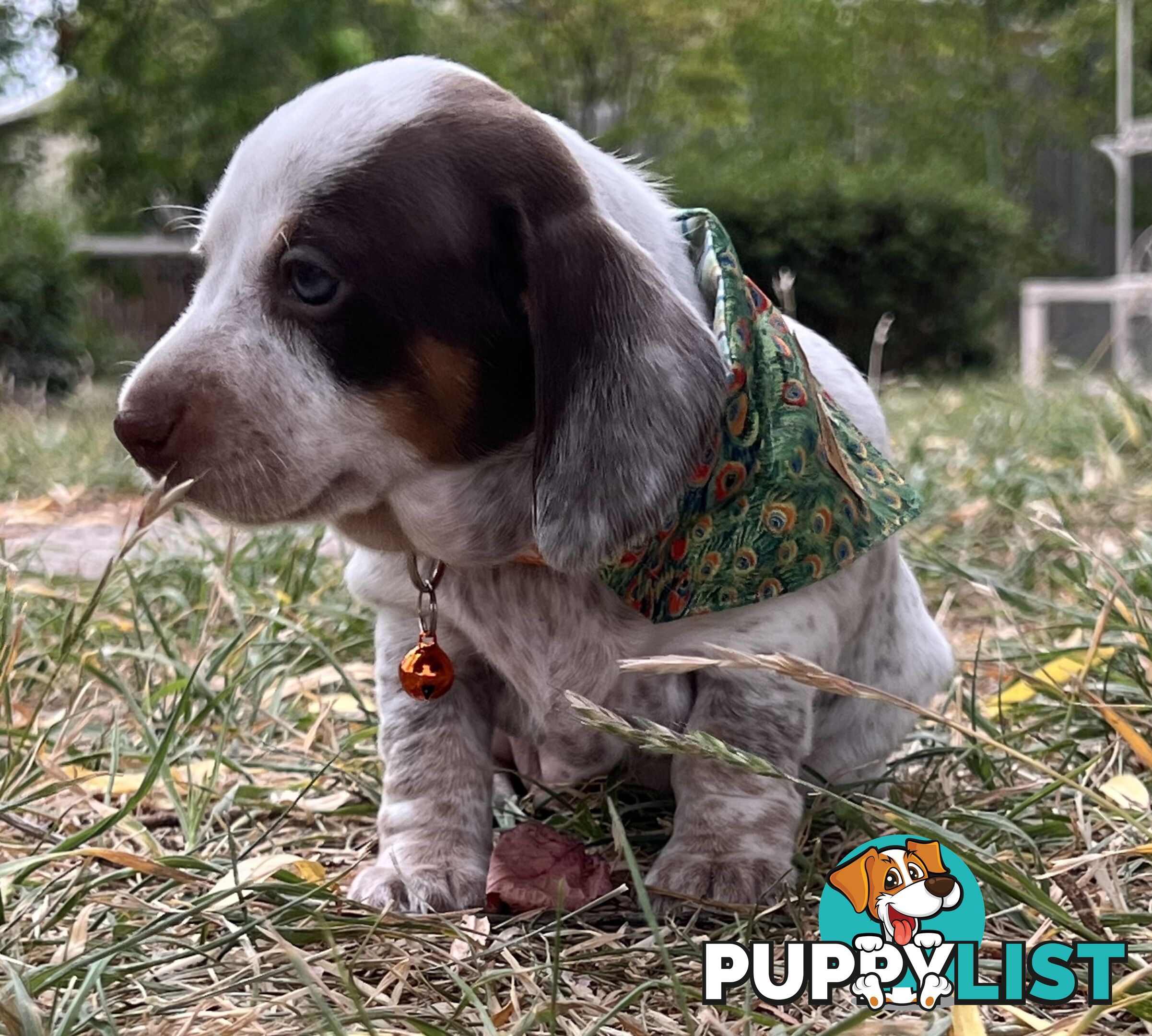 3 Female, Chocolate & Tan Pied, Miniature Dachshunds, smooth & long hair