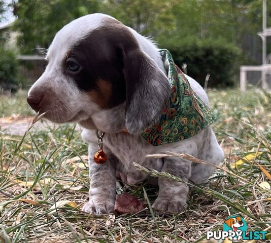 3 Female, Chocolate & Tan Pied, Miniature Dachshunds, smooth & long hair