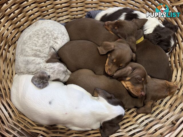 3 Female, Chocolate & Tan Pied, Miniature Dachshunds, smooth & long hair