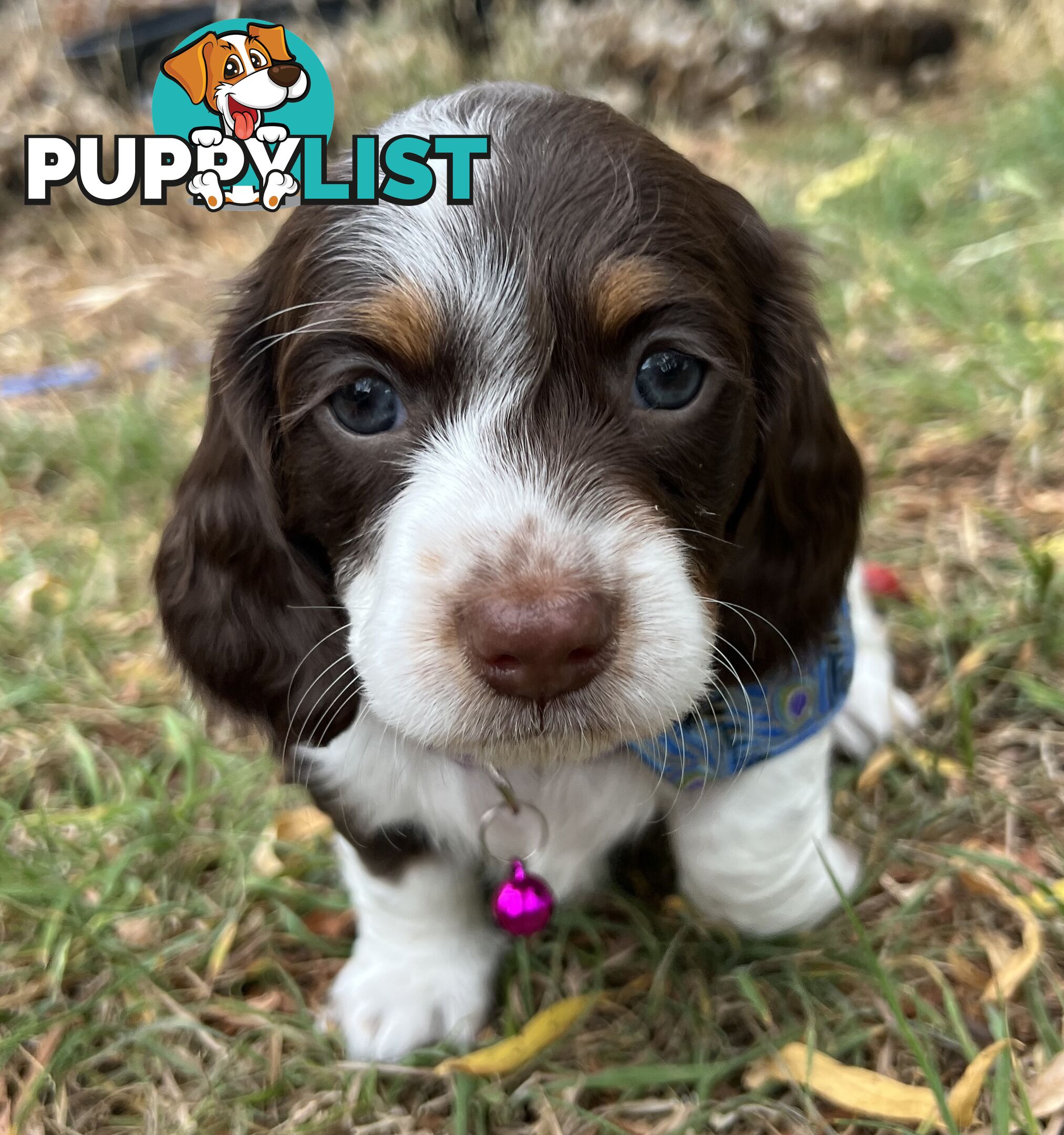 3 Female, Chocolate & Tan Pied, Miniature Dachshunds, smooth & long hair