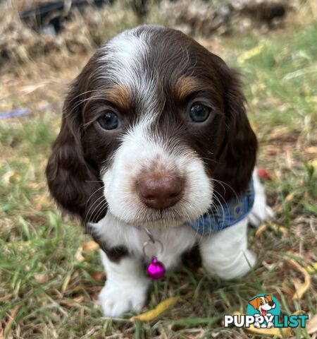 3 Female, Chocolate & Tan Pied, Miniature Dachshunds, smooth & long hair