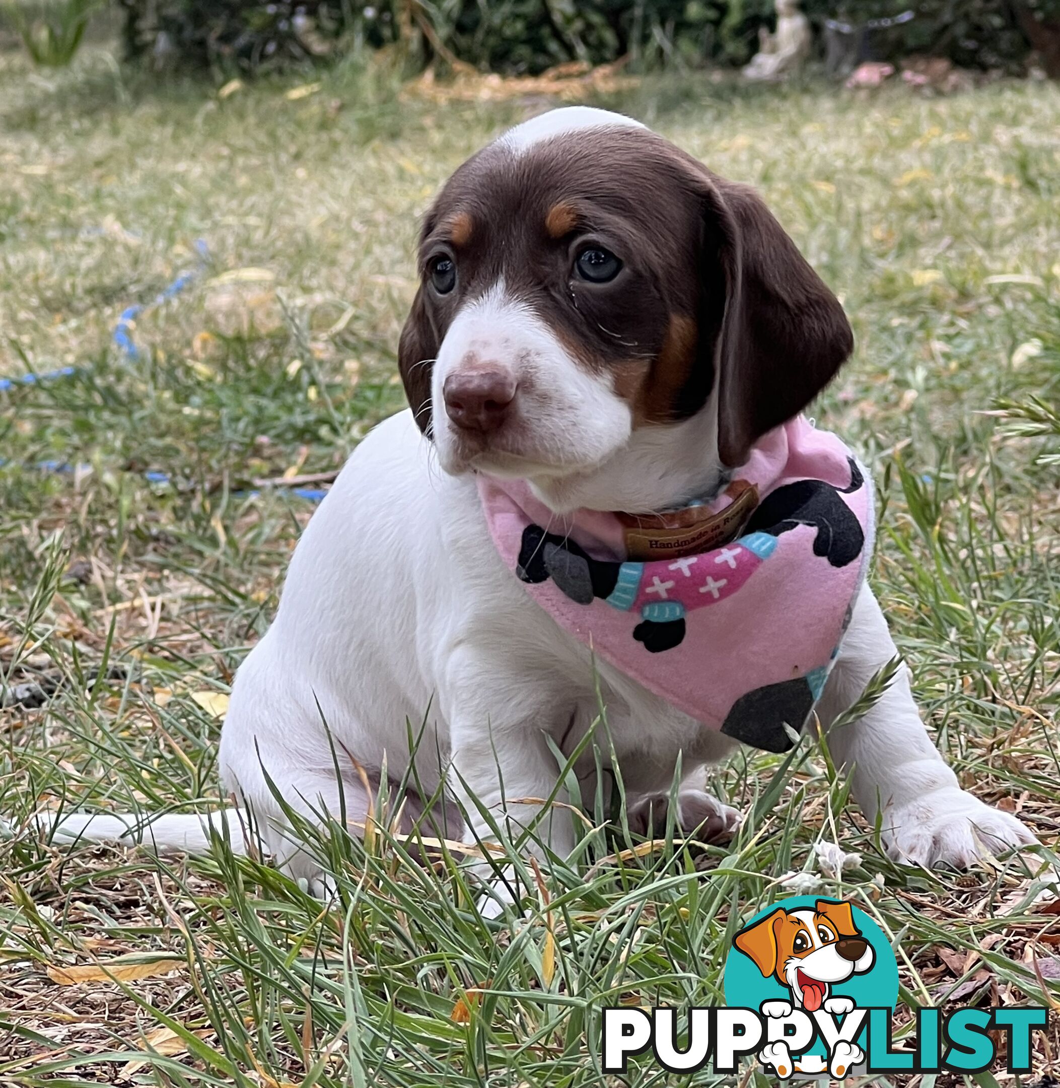 3 Female, Chocolate & Tan Pied, Miniature Dachshunds, smooth & long hair