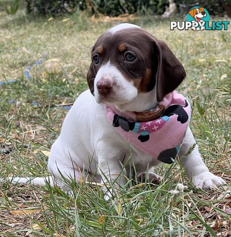 3 Female, Chocolate & Tan Pied, Miniature Dachshunds, smooth & long hair