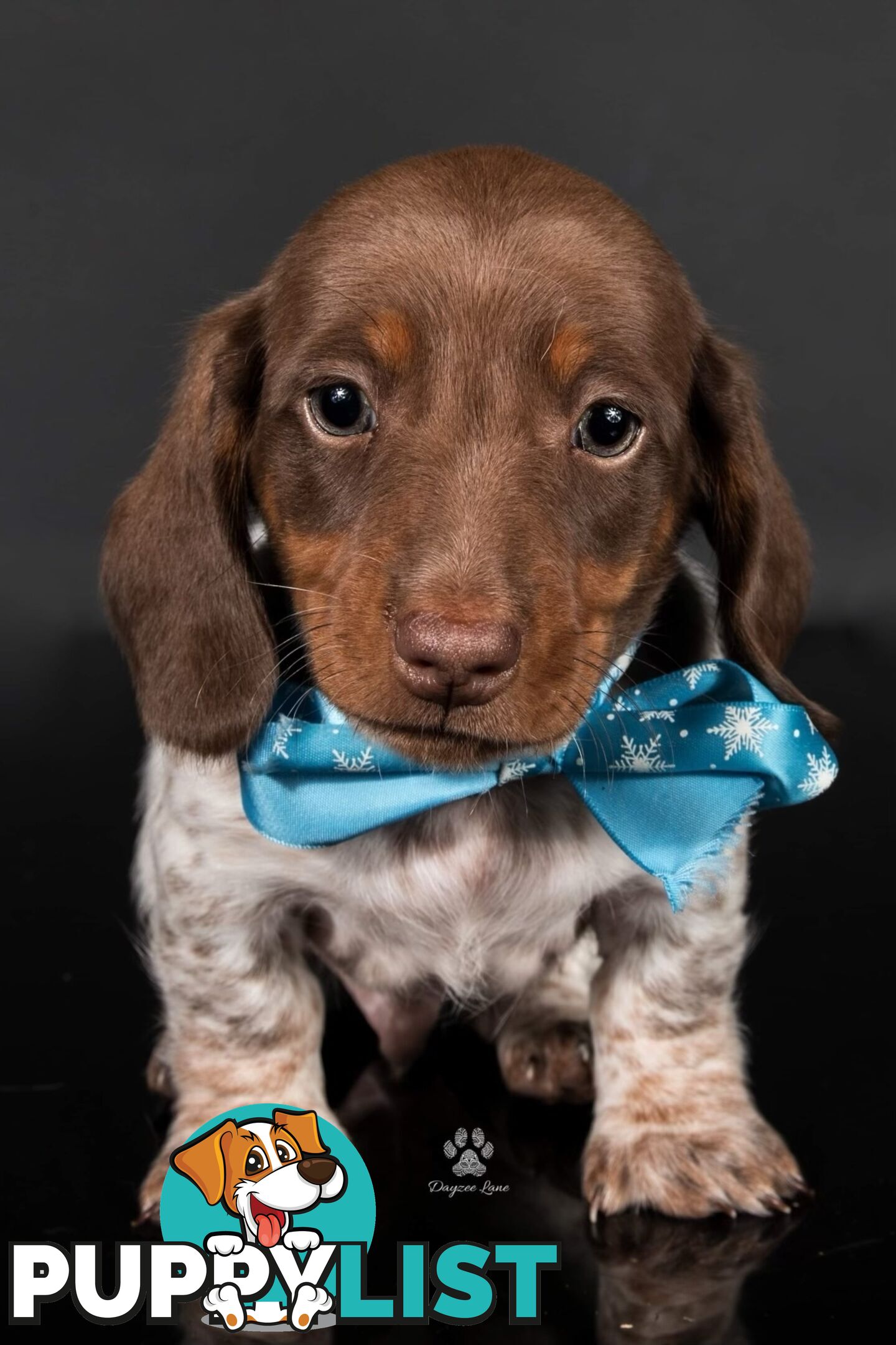 3 Female, Chocolate & Tan Pied, Miniature Dachshunds, smooth & long hair