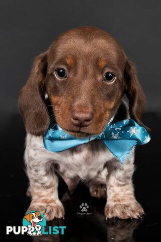 3 Female, Chocolate & Tan Pied, Miniature Dachshunds, smooth & long hair