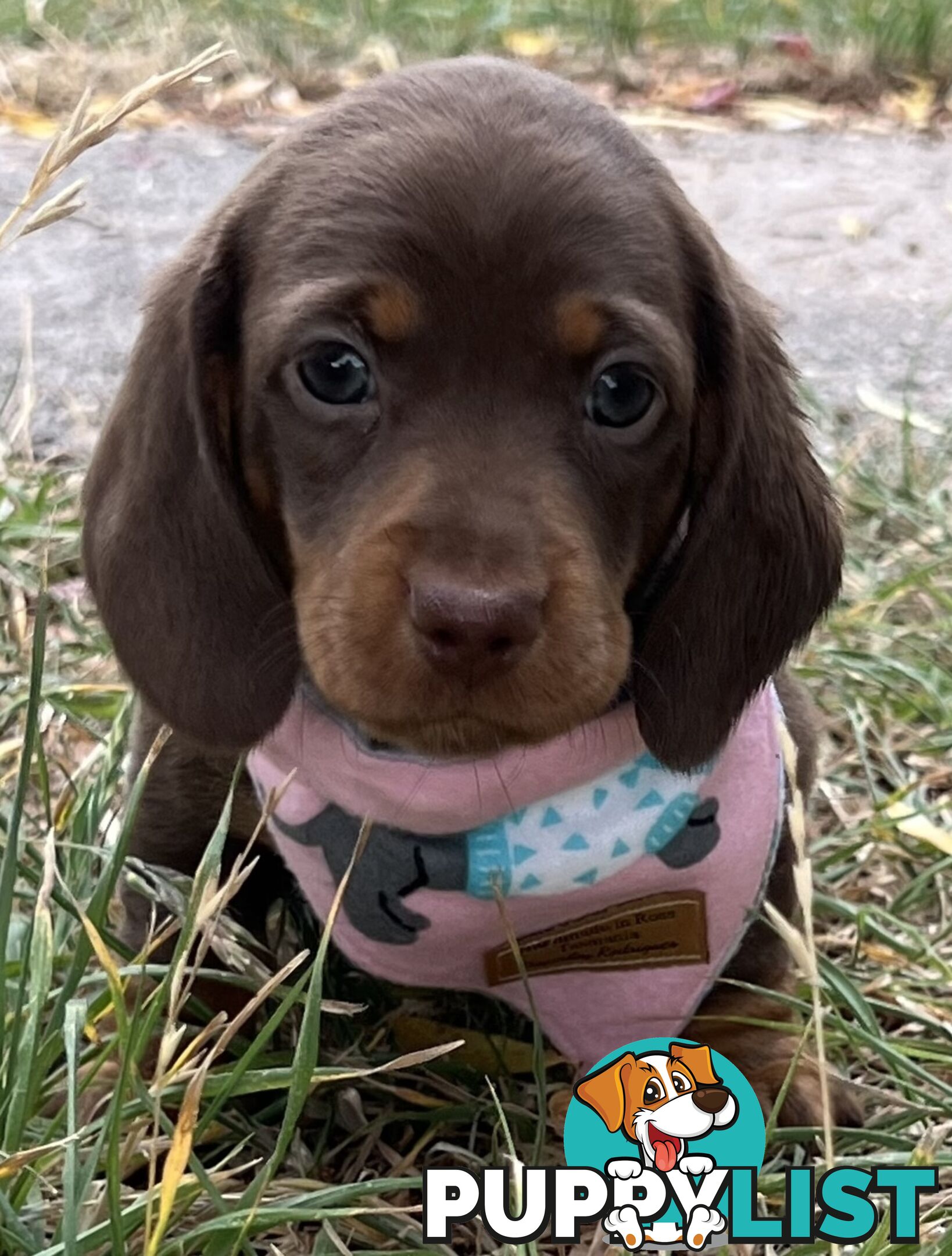 4 smooth coat, miniature Chocolate and Tan Pups for sale