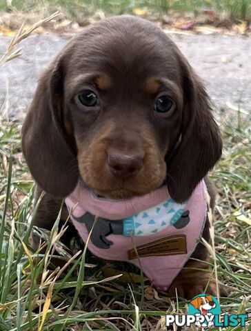 4 smooth coat, miniature Chocolate and Tan Pups for sale