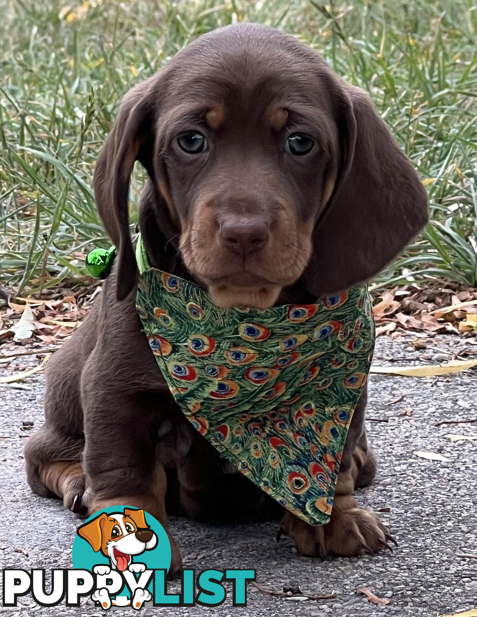 4 smooth coat, miniature Chocolate and Tan Pups for sale