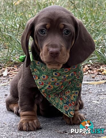 4 smooth coat, miniature Chocolate and Tan Pups for sale