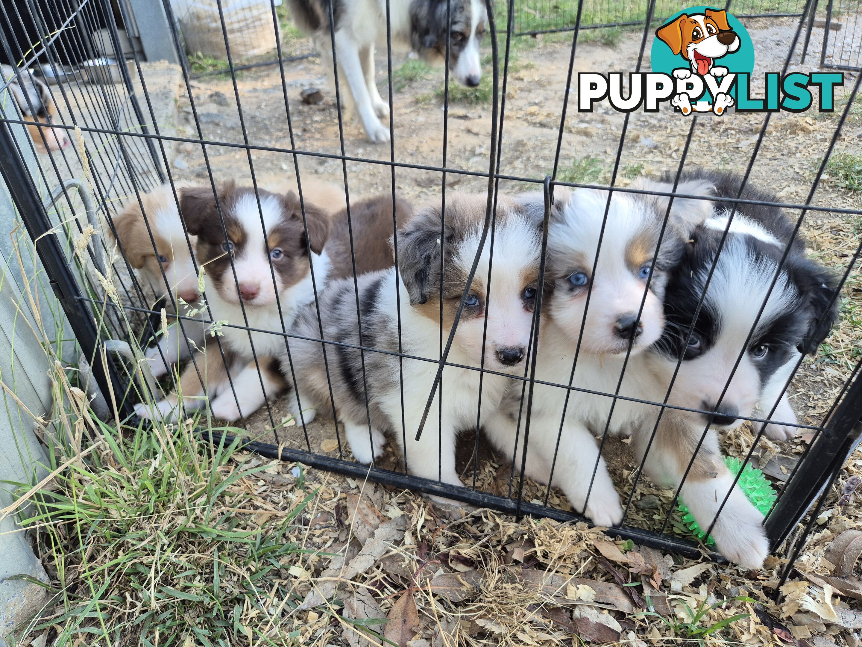 Border Collie Puppies