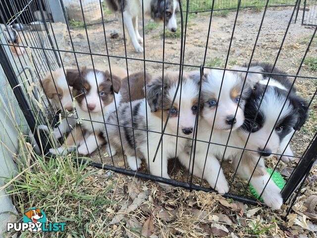 Border Collie Puppies