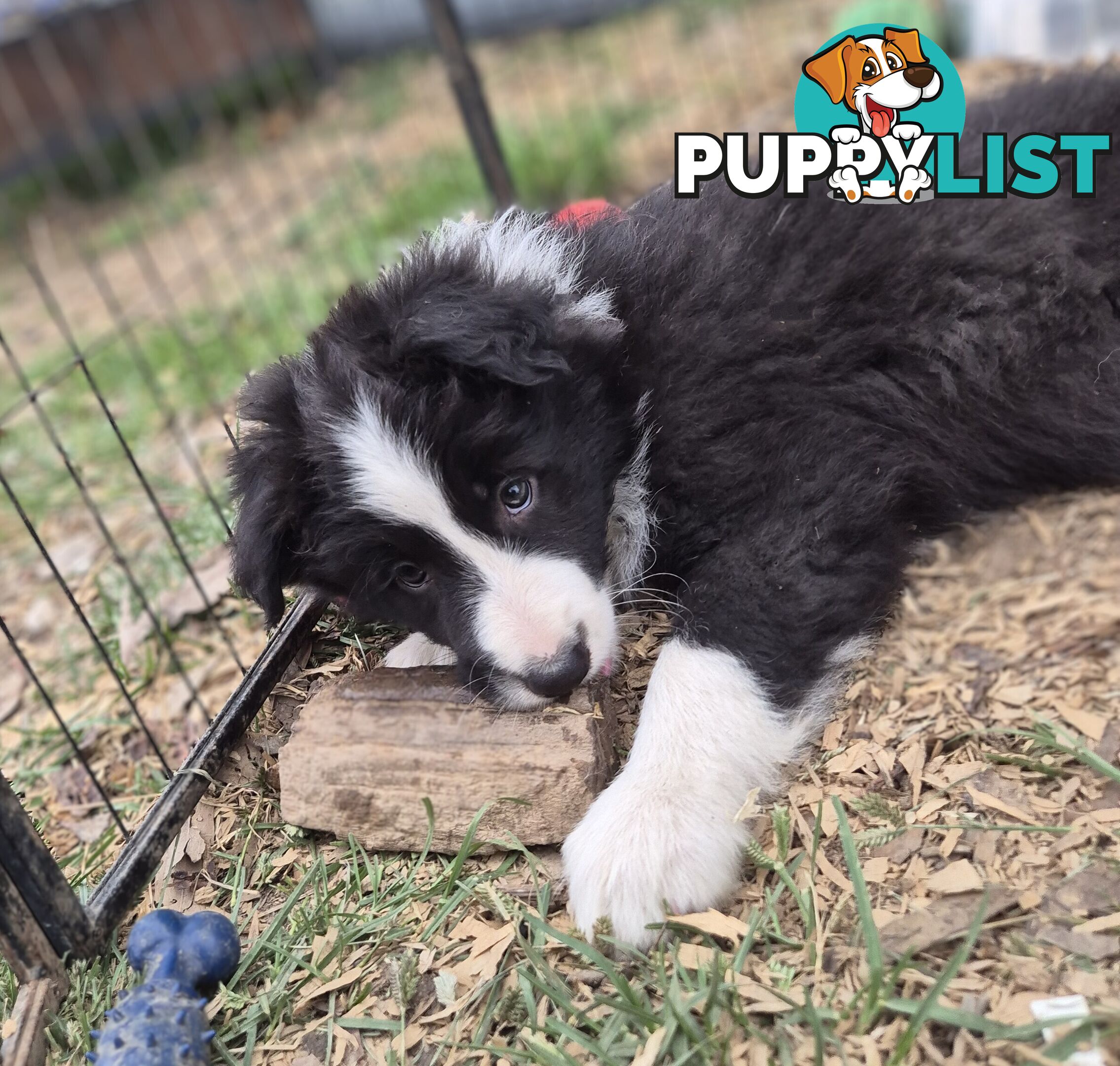 Border Collie Puppies