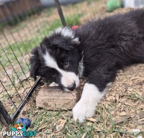 Border Collie Puppies