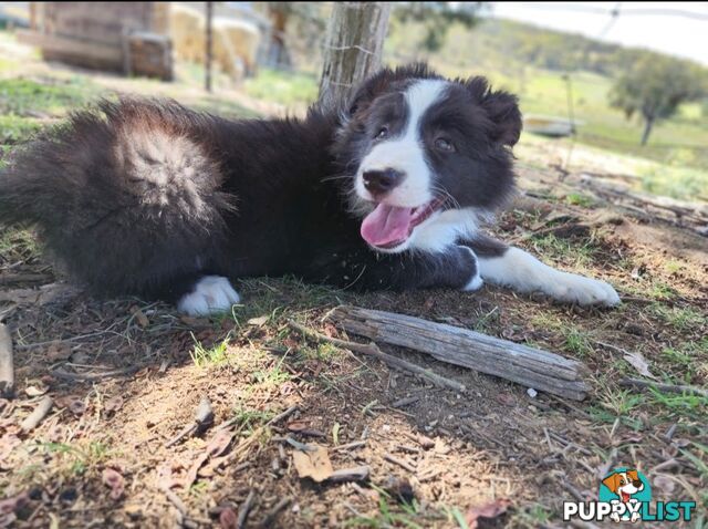 Border Collie Puppies