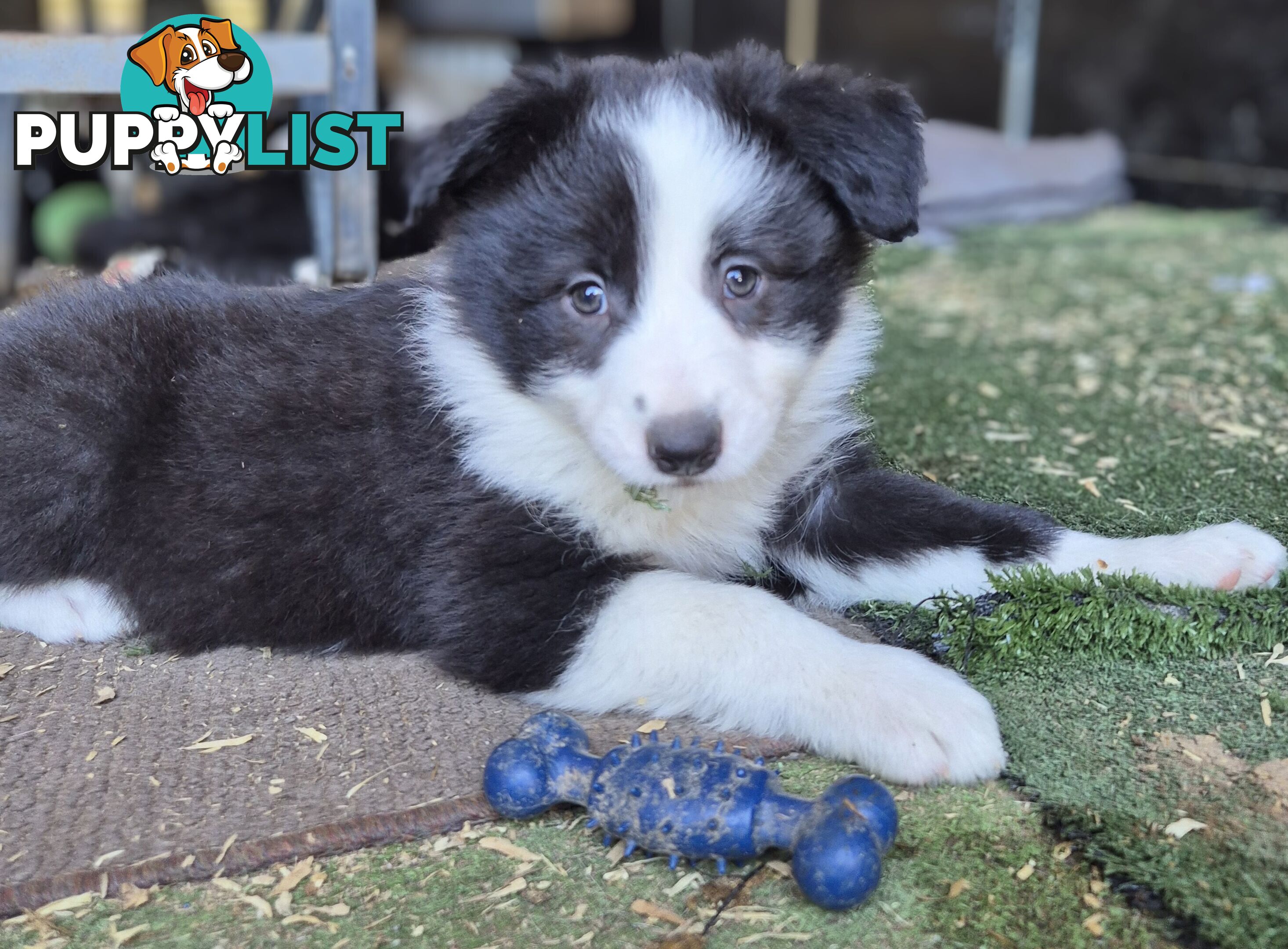 Border Collie Puppies