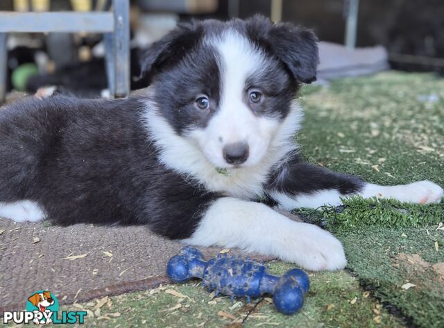 Border Collie Puppies