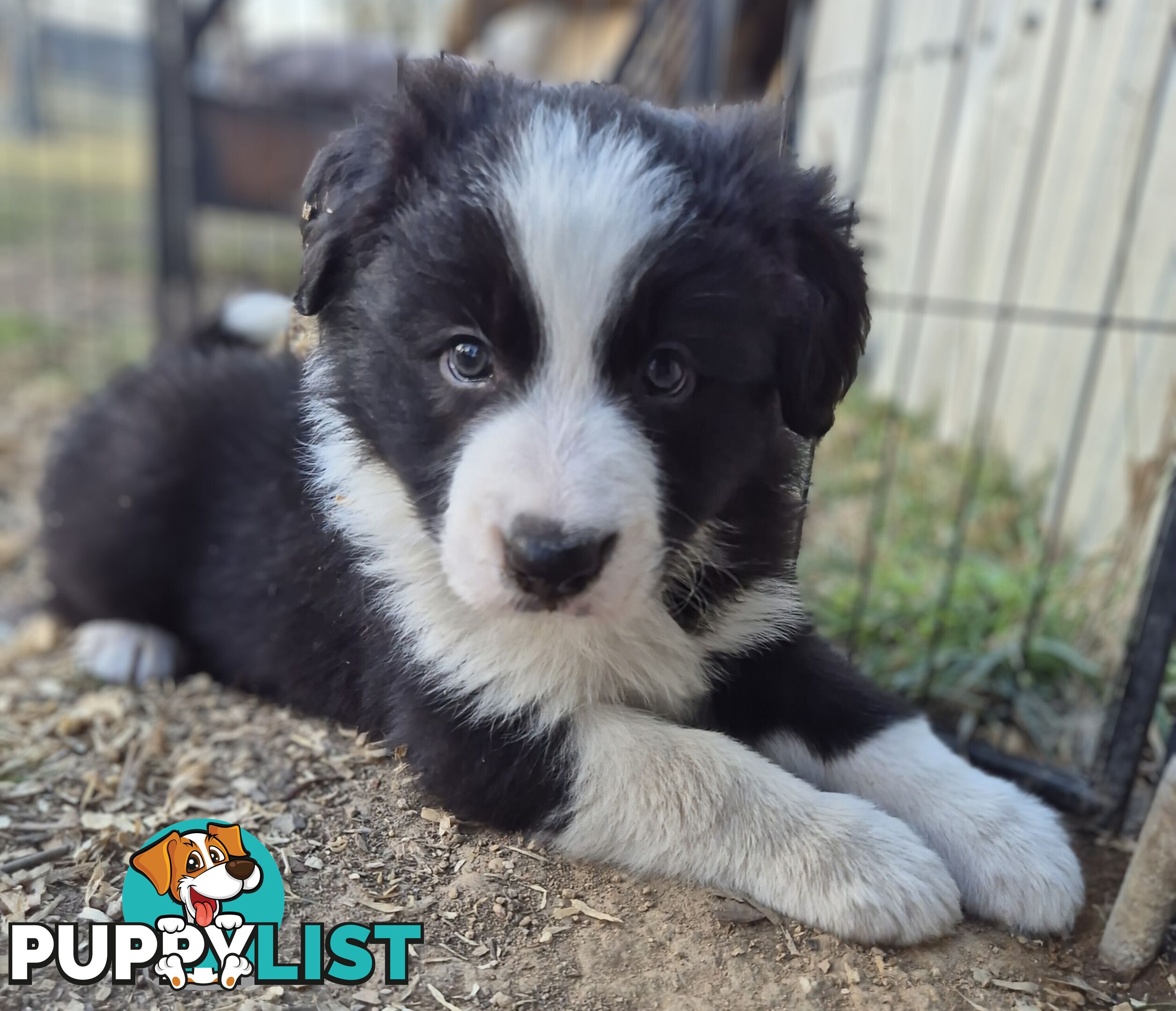 Border Collie Puppies