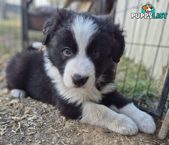 Border Collie Puppies