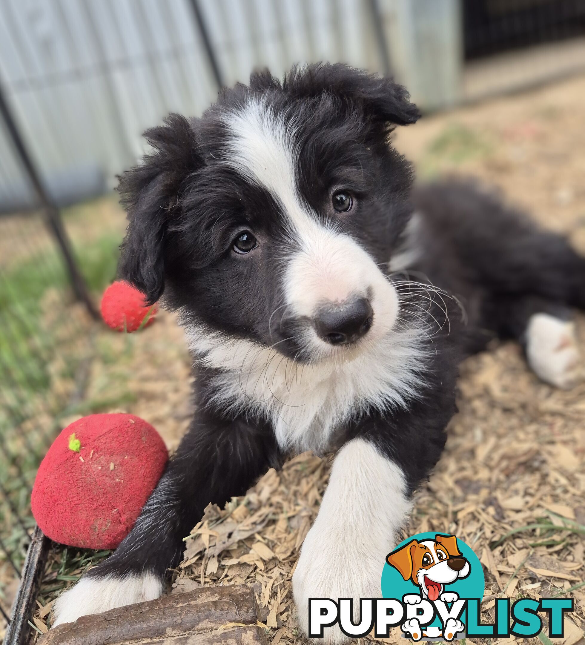 Border Collie Puppies