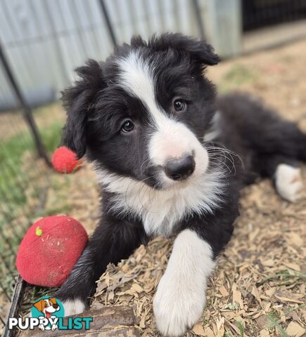 Border Collie Puppies