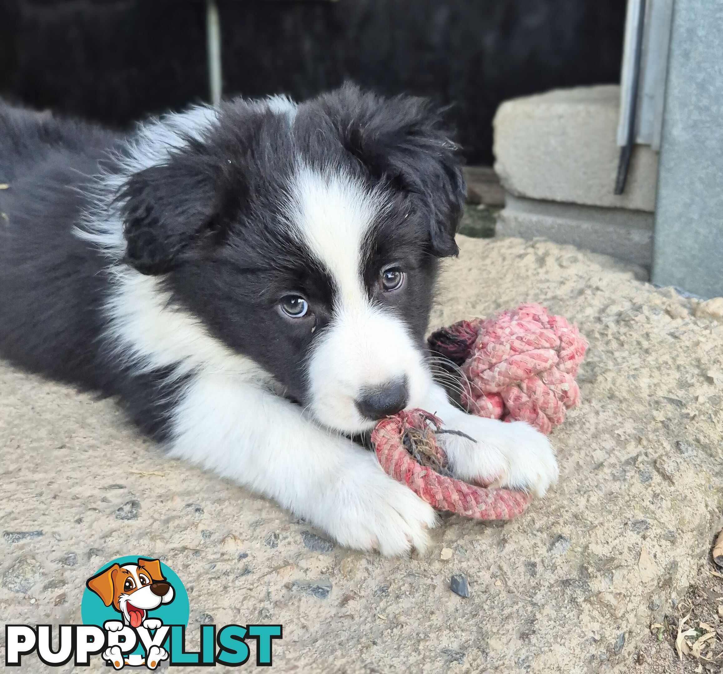 Border Collie Puppies