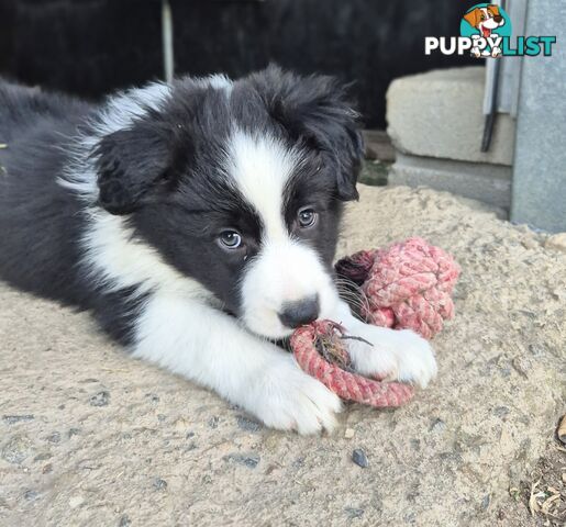 Border Collie Puppies