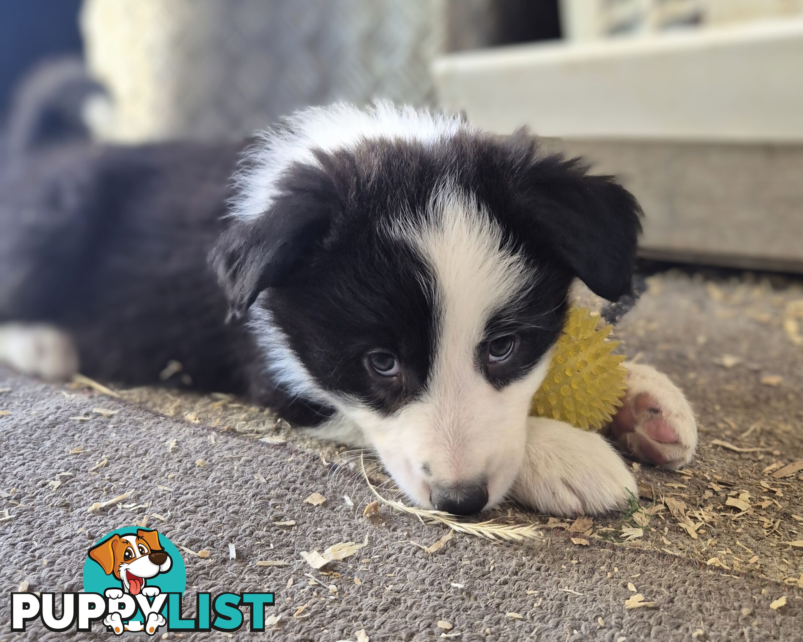 Border Collie Puppies