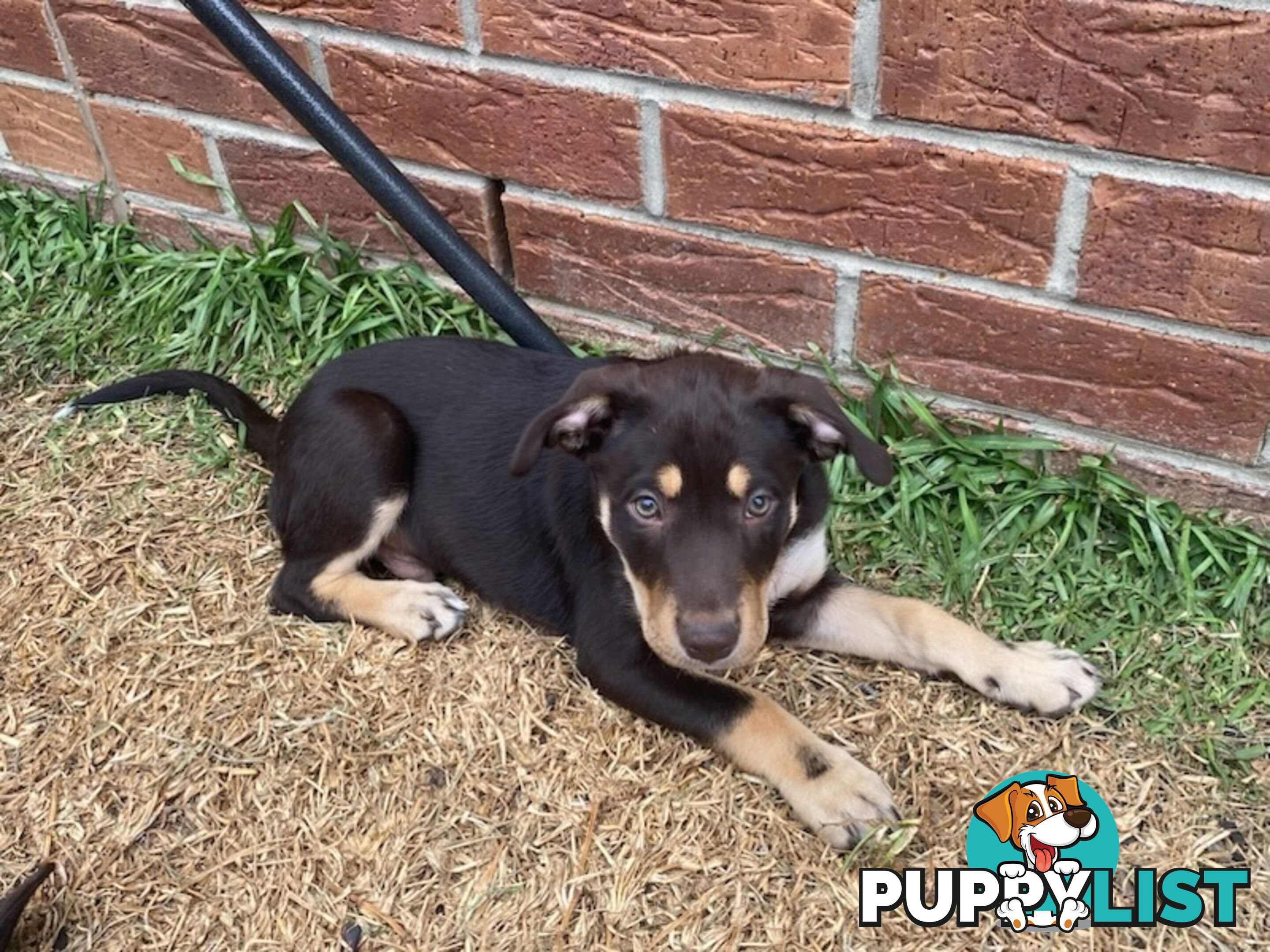 Kelpies, pure bred. 3 male, 1 female.