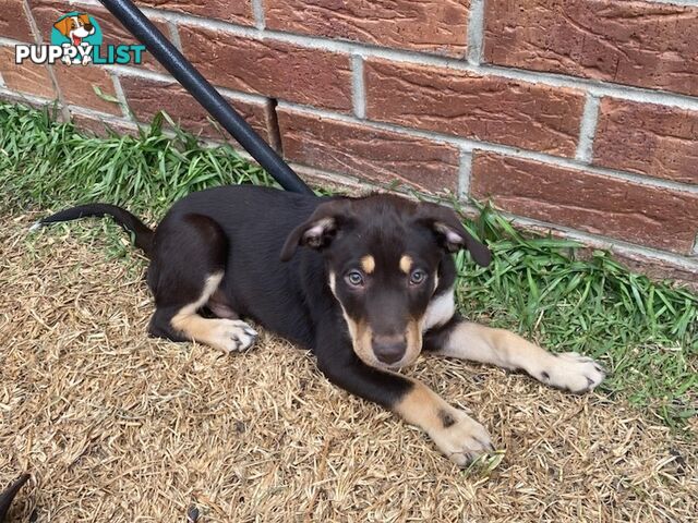 Kelpies, pure bred. 3 male, 1 female.