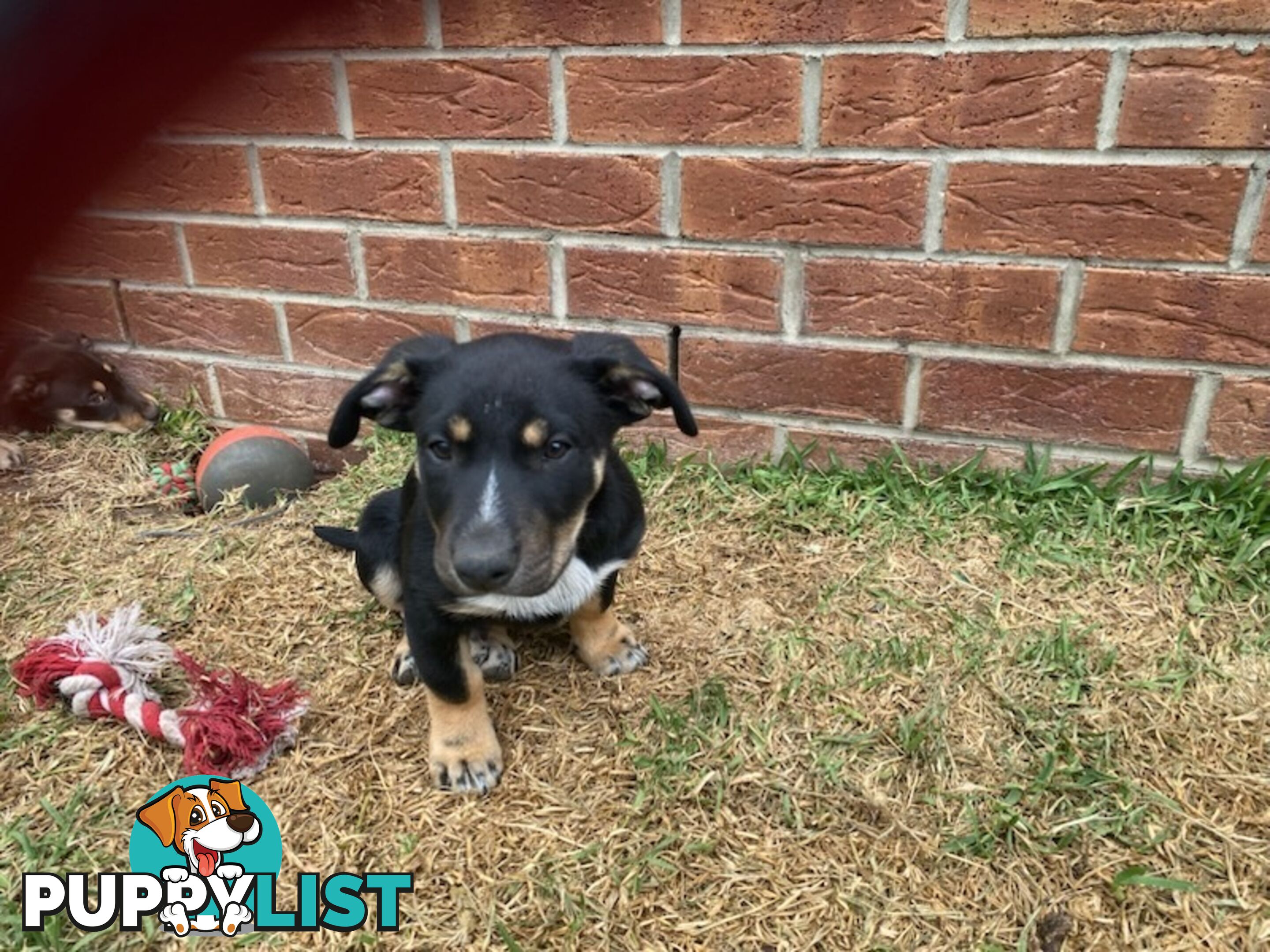 Kelpies, pure bred. 3 male, 1 female.