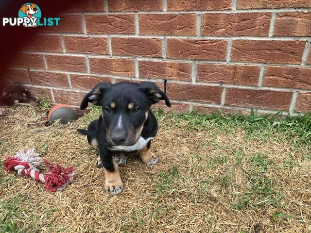 Kelpies, pure bred. 3 male, 1 female.