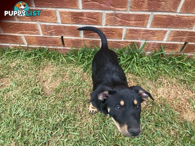 Kelpies, pure bred. 3 male, 1 female.