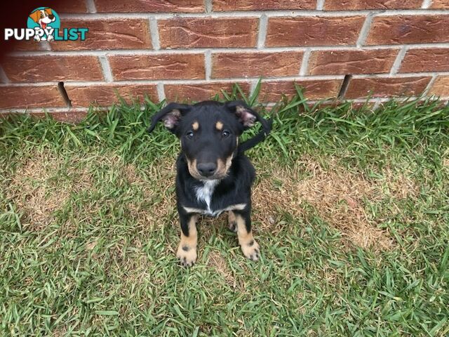 Kelpies, pure bred. 3 male, 1 female.