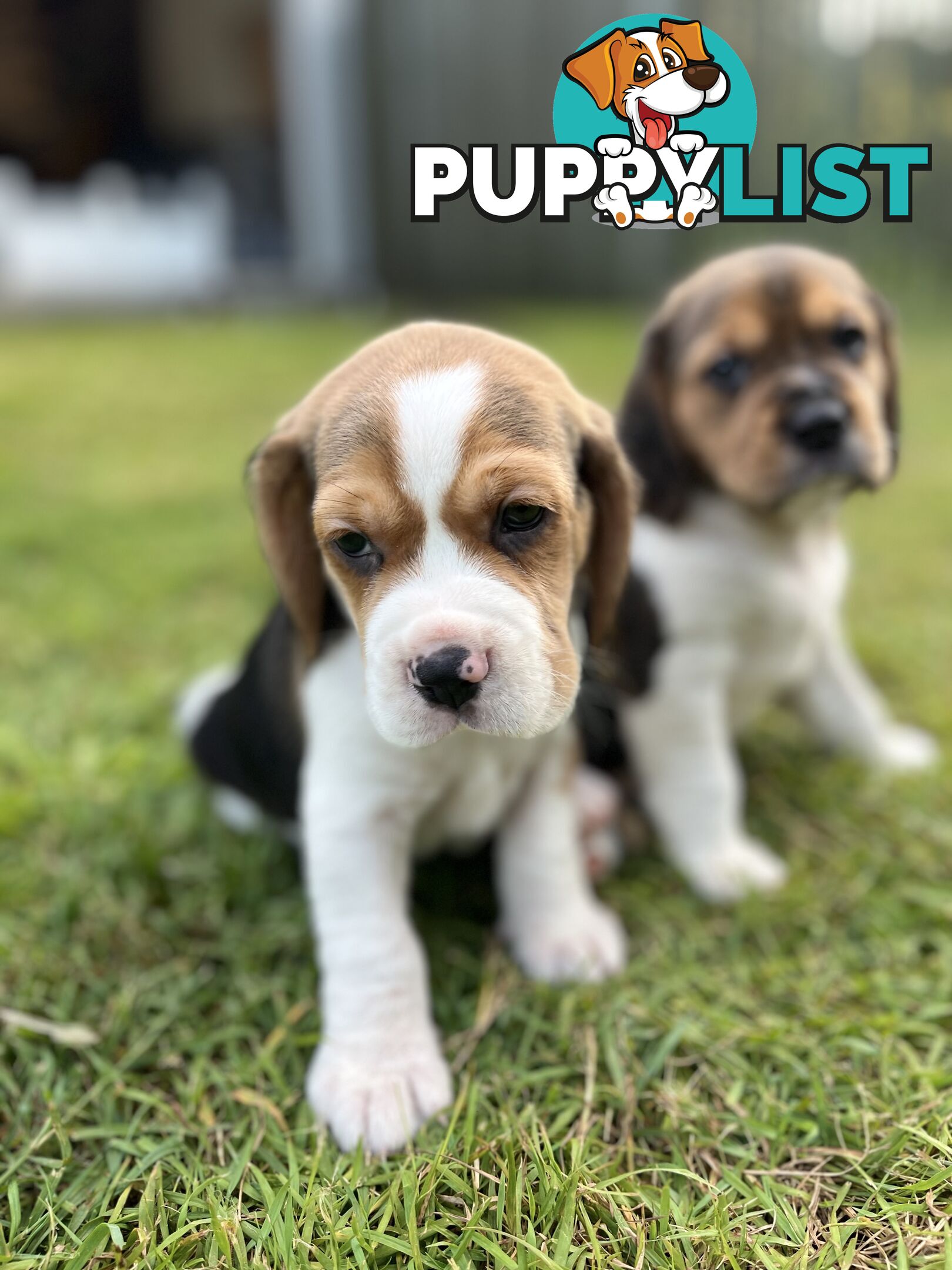 Purebred tri colour beagle puppies ready for homes