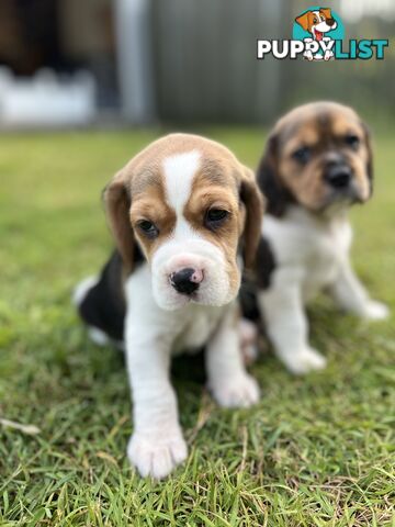 Purebred tri colour beagle puppies ready for homes