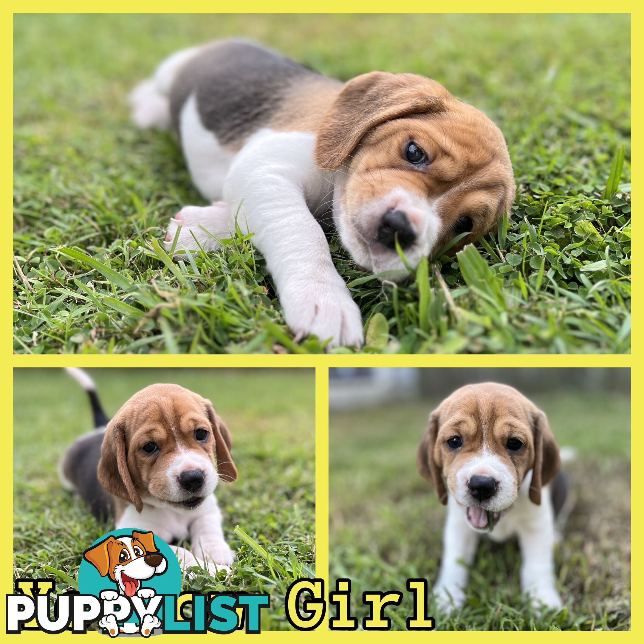 Purebred tri colour beagle puppies ready for homes